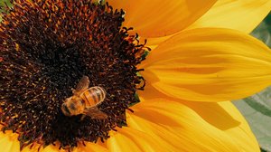 Sonnenblume mit Biene gelbe Sonnenblume mit Biene