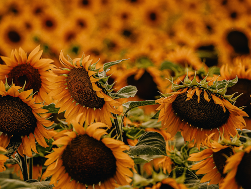 diana-serbichenko-unsplash